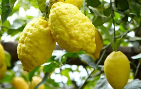 The Sfusato Lemon Amalfitano